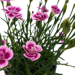 Garofite - Carnation standard - imagine 4