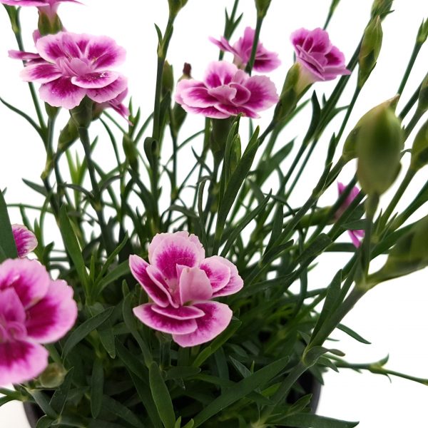 Garofite - Carnation standard - imagine 4