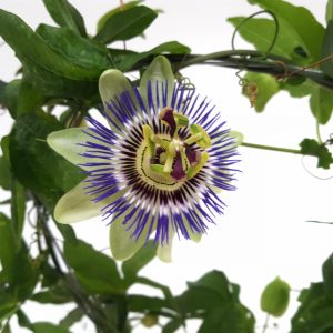 Passiflora cerulea - Floarea pasiunii - imagine 2