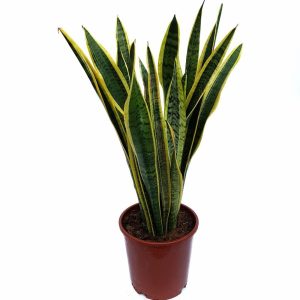 Sansevieria Bicolor
