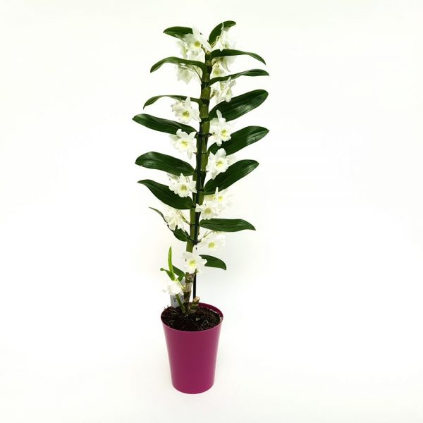 Dendrobium - Orhidee - imagine 5