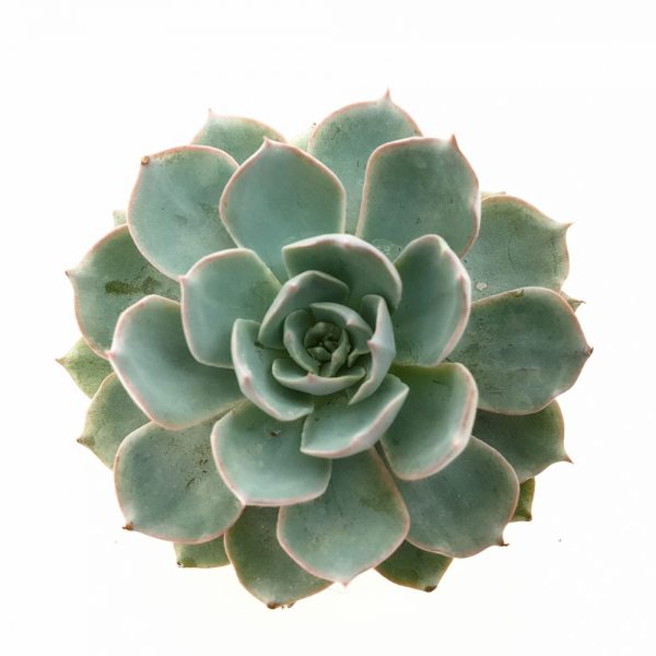 Echeveria - imagine 2