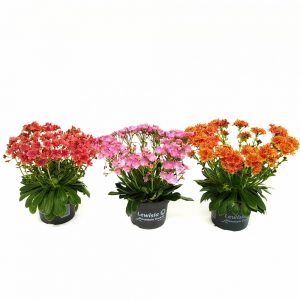 Lewisia