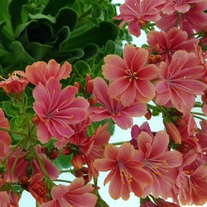 Lewisia - imagine 2