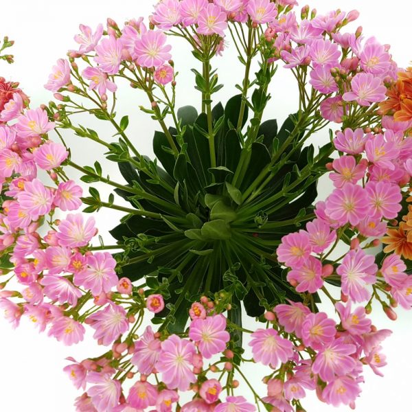 Lewisia - imagine 3