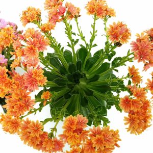 Lewisia - imagine 4