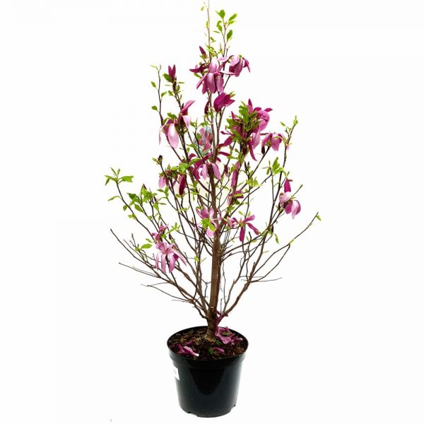 Magnolia susan