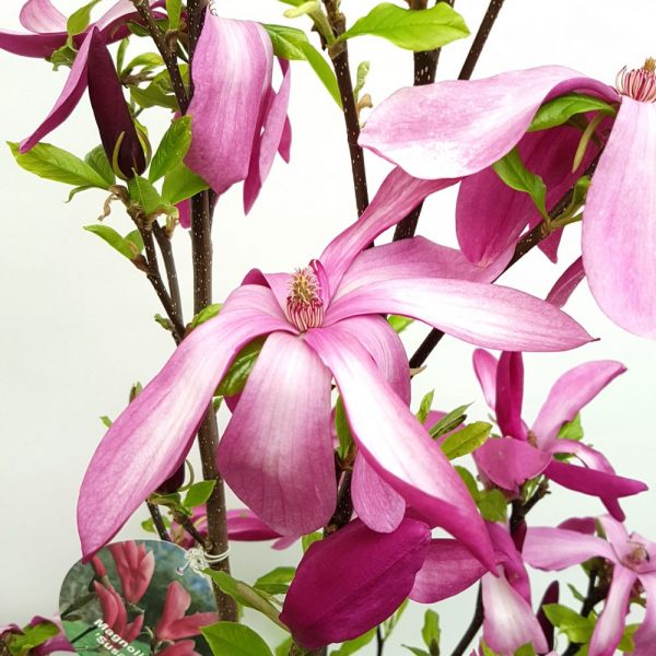 Magnolia susan - imagine 2
