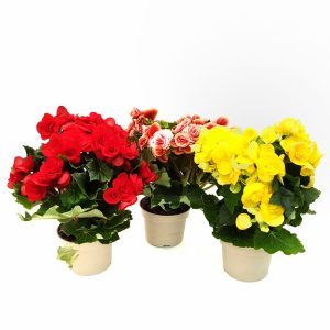 Begonia Elatior