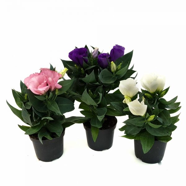 Eustoma medie