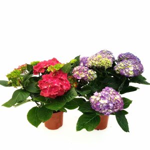 Hortensia ghiveci D9 cm - imagine 3