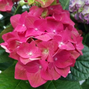 Hortensia ghiveci D9 cm - imagine 4