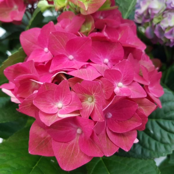 Hortensia ghiveci D9 cm - imagine 4