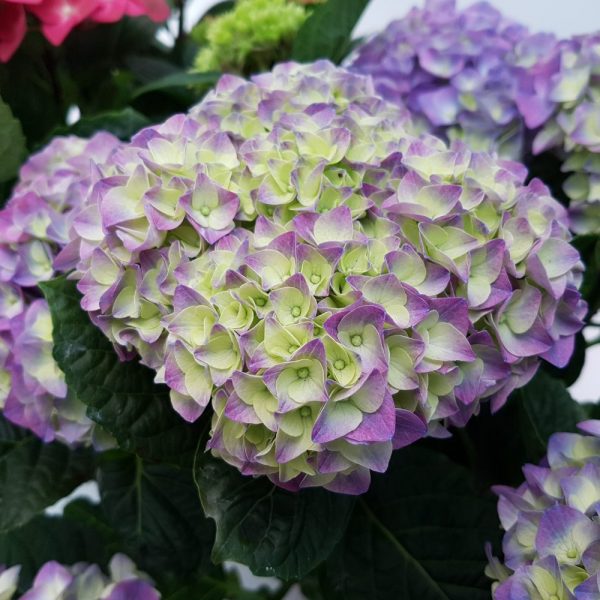 Hortensia ghiveci D9 cm - imagine 5