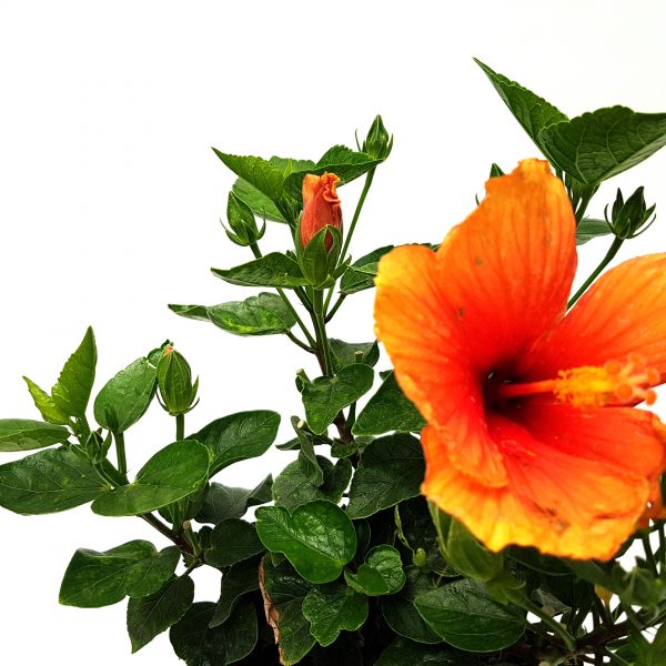 Hibiscus Grecia - imagine 2