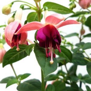 Fuchsia la ghiveci D13 - Cercelus - imagine 2