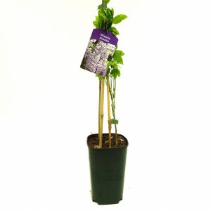 Wisteria sinsensis - Glicina