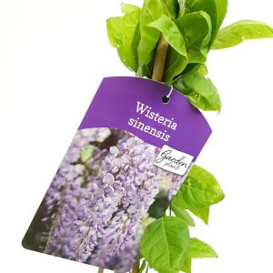 Wisteria sinsensis - Glicina - imagine 2