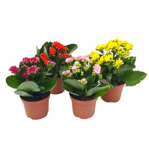 Kalanchoe medie - imagine 5