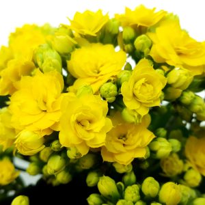 Kalanchoe medie - imagine 6