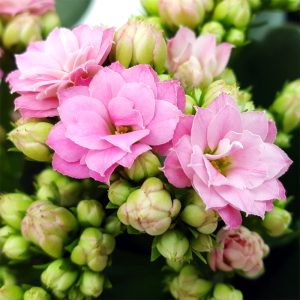 Kalanchoe medie - imagine 7