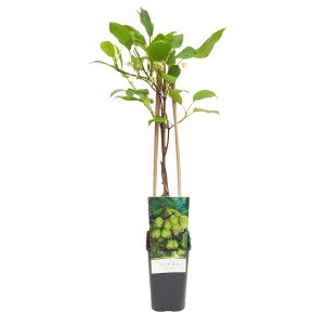 Kiwi Actinidia arguta Issai
