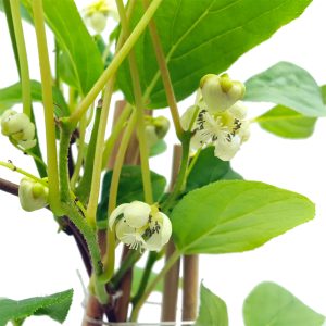 Kiwi Actinidia arguta Issai - imagine 2