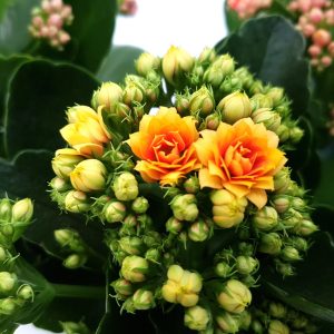 Kalanchoe medie - imagine 2