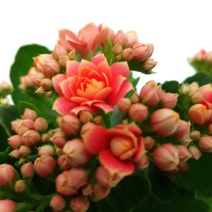 Kalanchoe medie - imagine 3