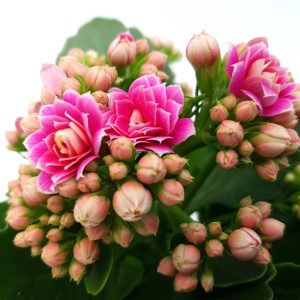 Kalanchoe medie - imagine 4
