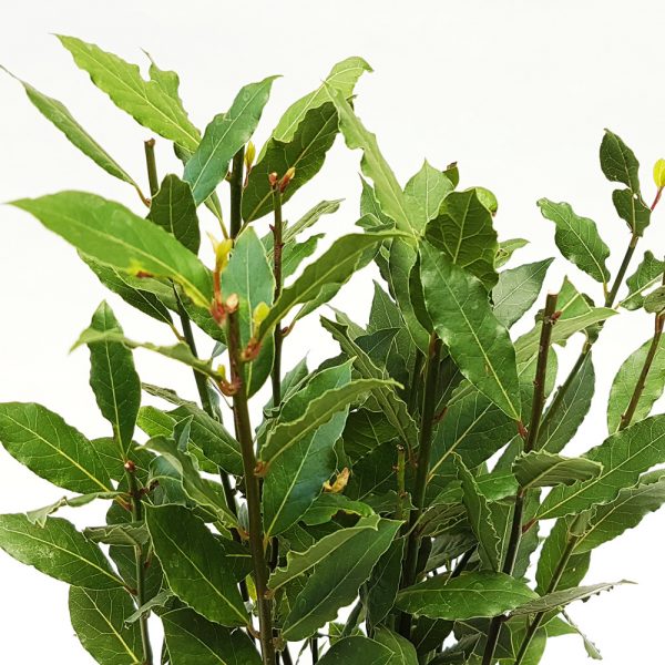 DAFIN - LAURUS NOBILIS MARE - imagine 2