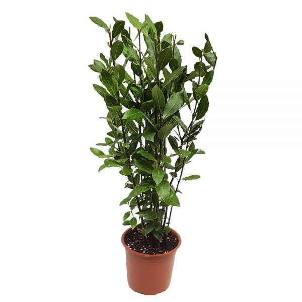 DAFIN - LAURUS NOBILIS MARE