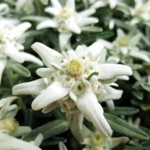 Floarea de colt - Leontopodium - imagine 2