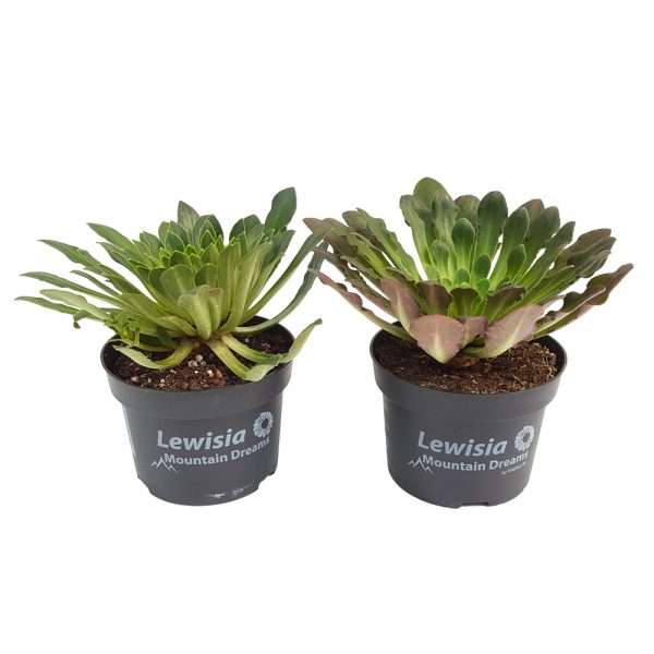 Lewisia fara floare