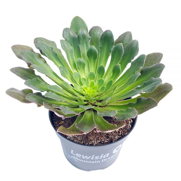 Lewisia fara floare - imagine 2