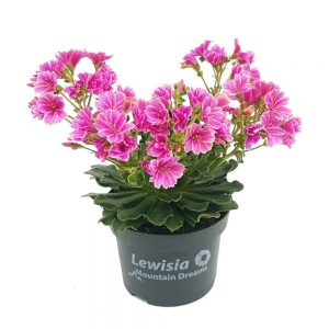 Lewisia