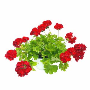 Muscate Bol Calliope productie Romania - imagine 4