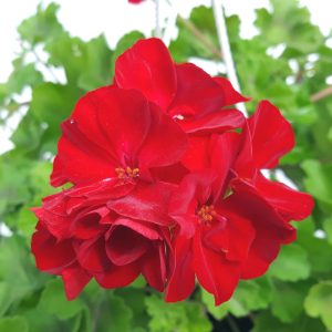 Muscate Bol Calliope productie Romania - imagine 5