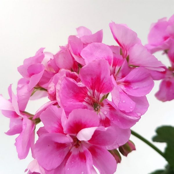 Muscate Zonale fara floare - imagine 8