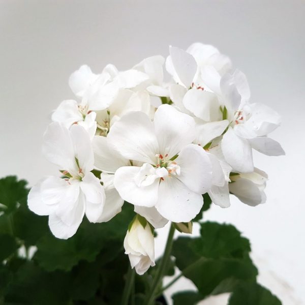 Muscate Zonale fara floare - imagine 9