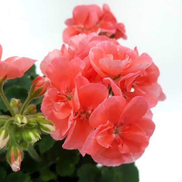 Muscate Zonale fara floare - imagine 11