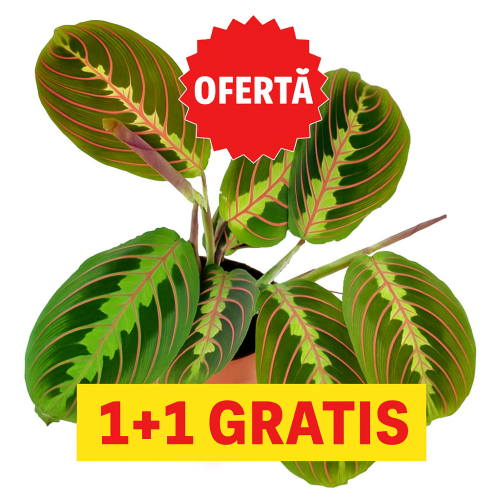 OFERTA MARANTA 1+1 GRATIS