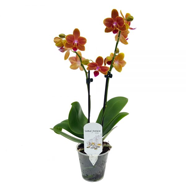 Phalaenopsis - Orhidee mica - imagine 4