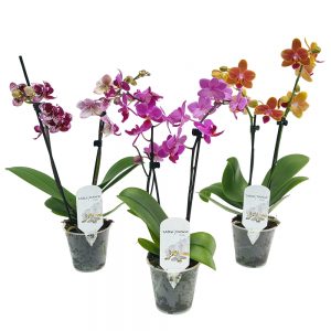 Phalaenopsis - Orhidee mica