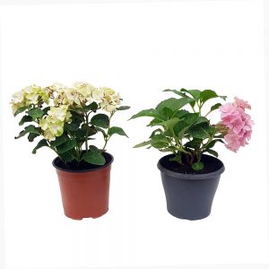 Oferta Hortensia fara floare