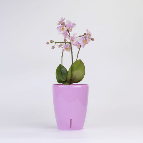 Ghiveci Santino Orchidea' Twin - lavanda 1.3L - imagine 2