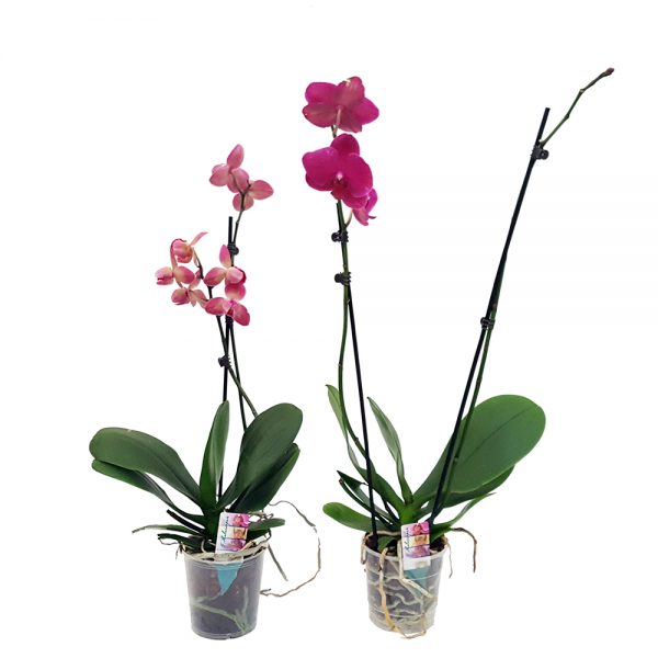 Phalaenopsis Orhidee