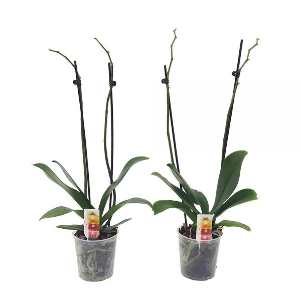 Phalaenopsis orhidee oferta