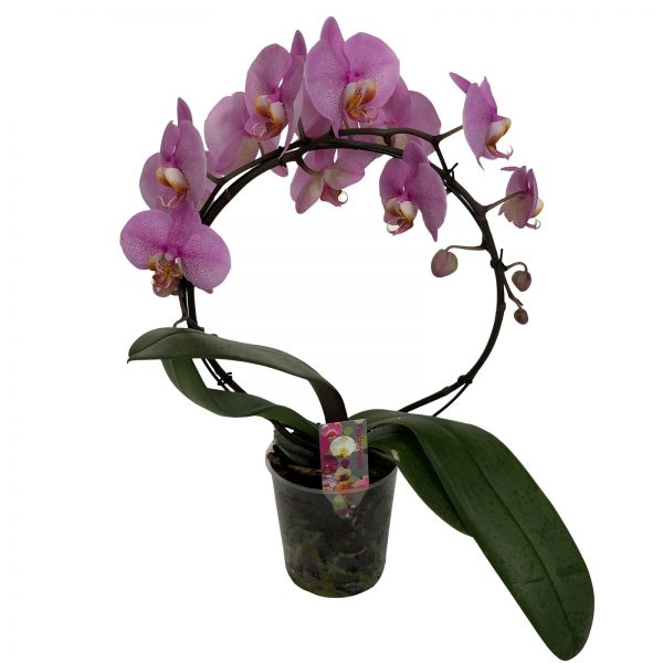 Orhidee phalaenopsis