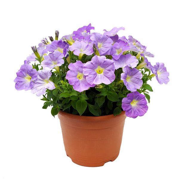 Petunia Semicurgatoare